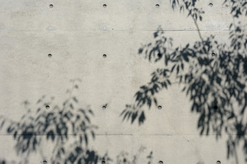 コンクリートと木の影

