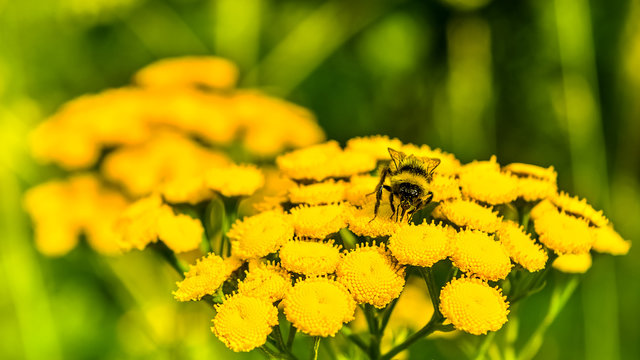 Fototapeta Honeybee on yellow flower in the summer meadow, selective focus