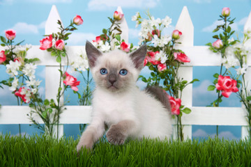 Adorable Siamese kitten sitting in long grass with white picket fence in background, pink roses and...