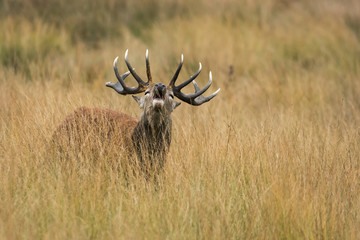 Red Deer, Deer, Cervus elaphus - Rut time.