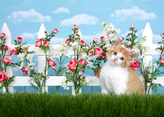 Adorable orange and white kitten with grey eyes sitting in tall grass in front of white picket fence with pink roses and white flowers, sky background with clouds