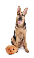 Cute shepherd dog with Halloween pumpkin on white background