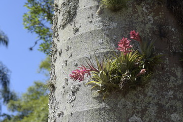 Bromeliad Tillandsia geminiflora in palm tree trunk