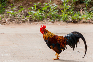 colorful rooster on green nature background