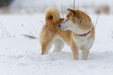 雪の上で遊ぶ柴犬