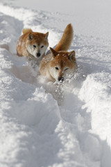 雪の上で遊ぶ柴犬