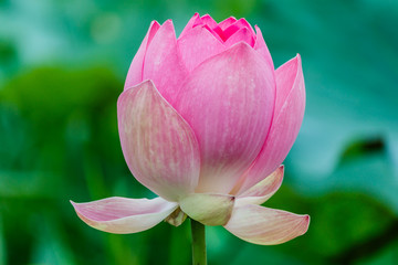 Lotus flower and Lotus flower plants