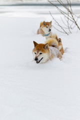 Naklejka na ściany i meble 雪の上で遊ぶ柴犬