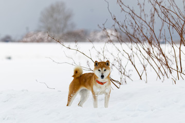 雪の上で遊ぶ柴犬