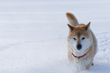 雪の上で遊ぶ柴犬
