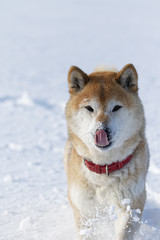 雪の上で遊ぶ柴犬