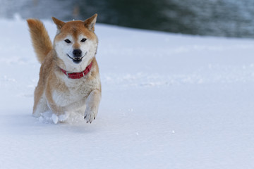 雪の上で遊ぶ柴犬