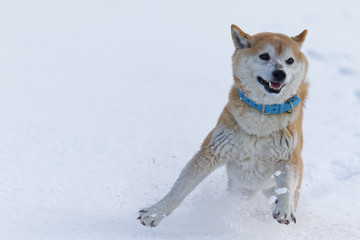 雪の上で遊ぶ柴犬