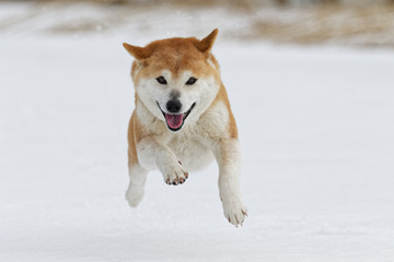 雪の上で遊ぶ柴犬