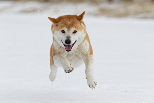 1 256 件の最適な 北海道犬 画像 ストック写真 ベクター Adobe Stock