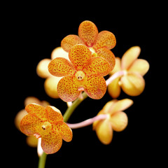 Obraz na płótnie Canvas beautiful orchid flower