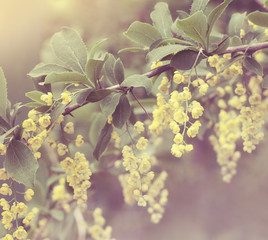 Beautiful barberry flowers with bokeh and soft focus. Retro aged photo.