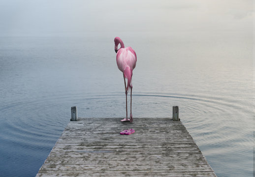 Composite Flamant sur la jet&eacute;e