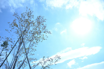 秋晴れ　爽やかな秋の晴天