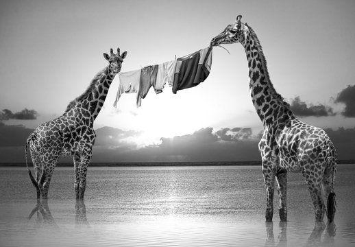 Hakuna-Matata-Giraffen &ndash; Composite