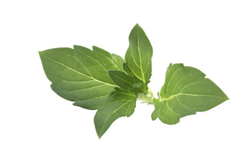 Obraz premium Fresh mint