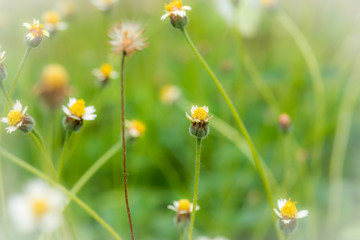 Grass flower causes the allergic symptoms/ grass flowers for bac