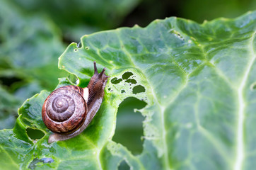 Little snail on green cabbage