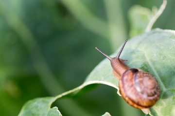 Little snail on green cabbage