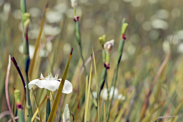 Flowery field of bicolor iris