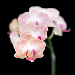 beautiful orchid flower