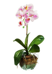 Orchid in glass flowerpot isolated on white background. Closeup.