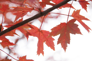 Red maple leaf on tree