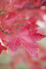 Red maple leaf on tree