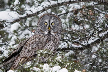 Wintering Great Gray Owl