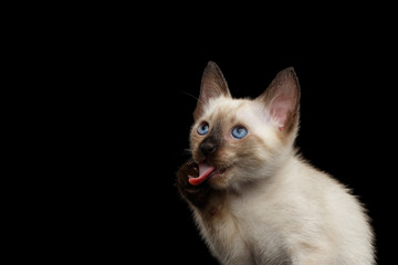 Close-up Portrait of Funny Mekong Bobtail Kitty with Blue eyes, Lick his paw, Isolated Black Background, Color-point Thai Fur