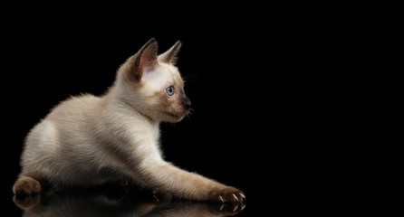 Playful Mekong Bobtail Kitten with Blue eyes, side view, Isolated Black Background with Reflection, Color-point Thai Fur