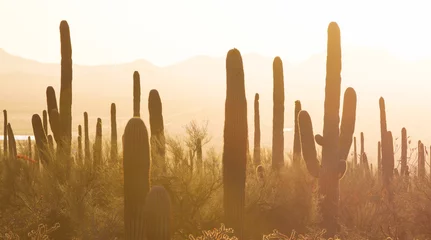 Foto op Plexiglas Nationaal park Saguaro © Josemaria Toscano