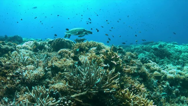 Hawksbill turtle swims over a Coral reef. 4k footage