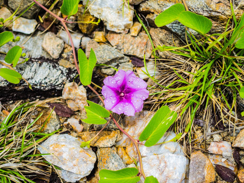 Ipomoea Pes Caprae Flower On The Ground