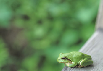 カエルの考え事