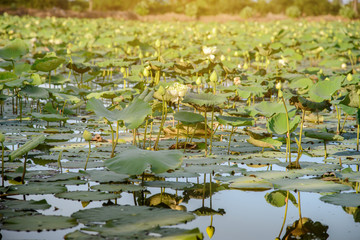 Landscape of lotus pond, white lotus pond scenery