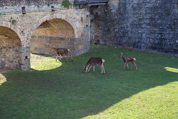 Obraz premium Citadel in northern Spain
