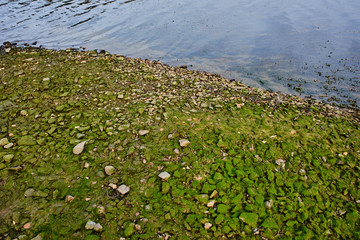 Stony shore of the pond covered with moss