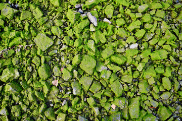 Obraz premium Top view on stones covered with moss