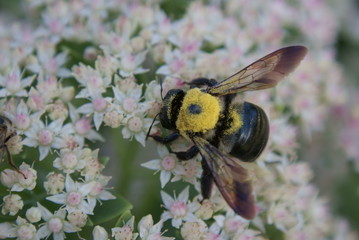 Bee