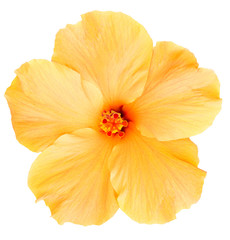 Hawaiian Yellow Hibiscus isolated on white © birdinparadise