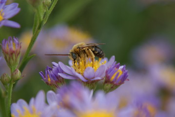 Bee