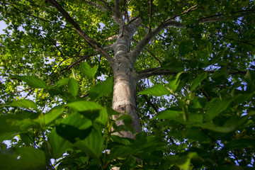 Staring Up at a Birch Tree