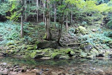 Fototapeta premium 赤目四十八滝