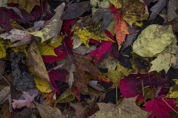 Leaves on the Forest Floor